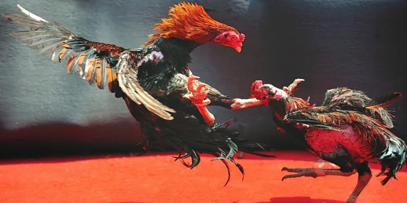 da ga bắn cá h5 chơi ngay