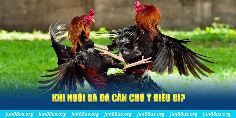 da ga nổ hũ là như thế nào