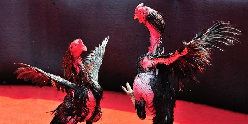 thị trường baccarat là gì